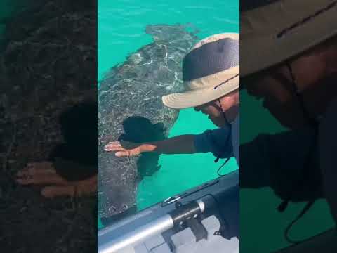 PANAMA POSSE DUGONG