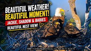 Shadow Brought Soft Gras For Jackie And The Babies Beautiful Peaceful Family Moments Inside The Nest screenshot 2