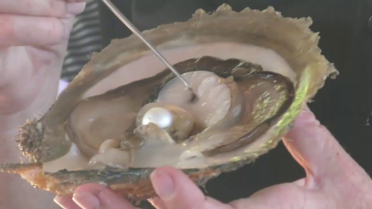 حجر المجوهرات الجميل : اللؤلؤ ، وأسعاره ، هوحجر عضوي المنشأ، يستخرج من المحار البحري، أشكاله وألوانه