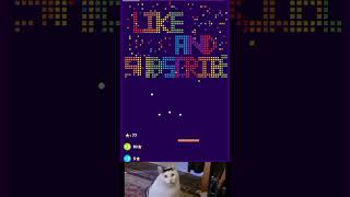 Subscribe for the cats! #chipichipi #cat #chipichipichapachapa #memes #funny #shorts #viral #video