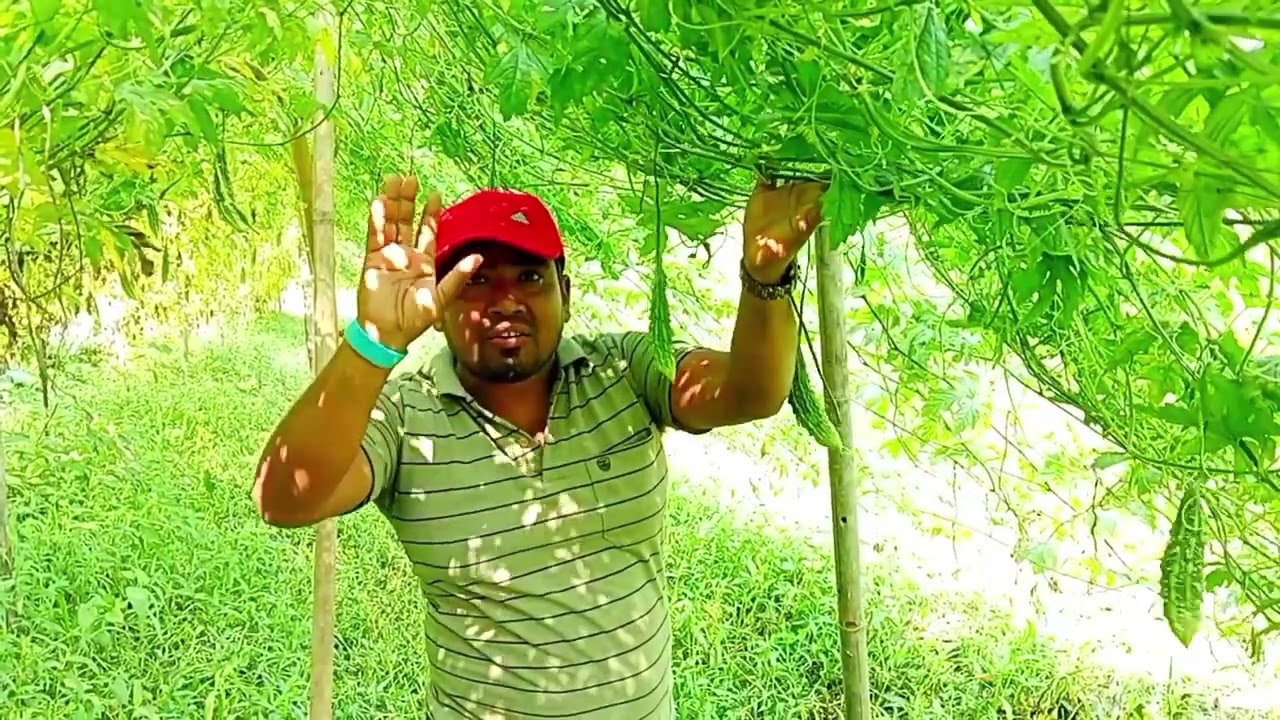 করলার চাষ দেখেন অসাধারণ