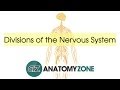 Divisions of the Nervous System - Neuroanatomy Basics