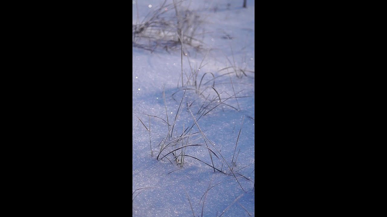 A Snow Covered Ground 