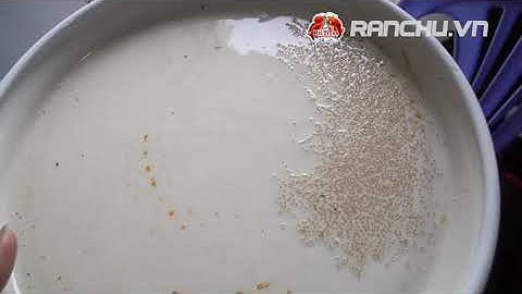 Ép Đẻ Cá La Hán: Ấp Trứng Như Thế Nào & Giải Đáp Việc Ép Cá Lúc Đậu, Lúc Không - Hải Titan [Phần 2]