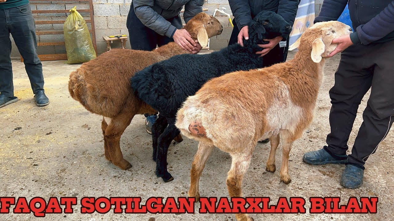 AKA UKA OPTIMCHILAR BUGUN SOTILGAN QOYLAR NARXI BILAN TANISHING 