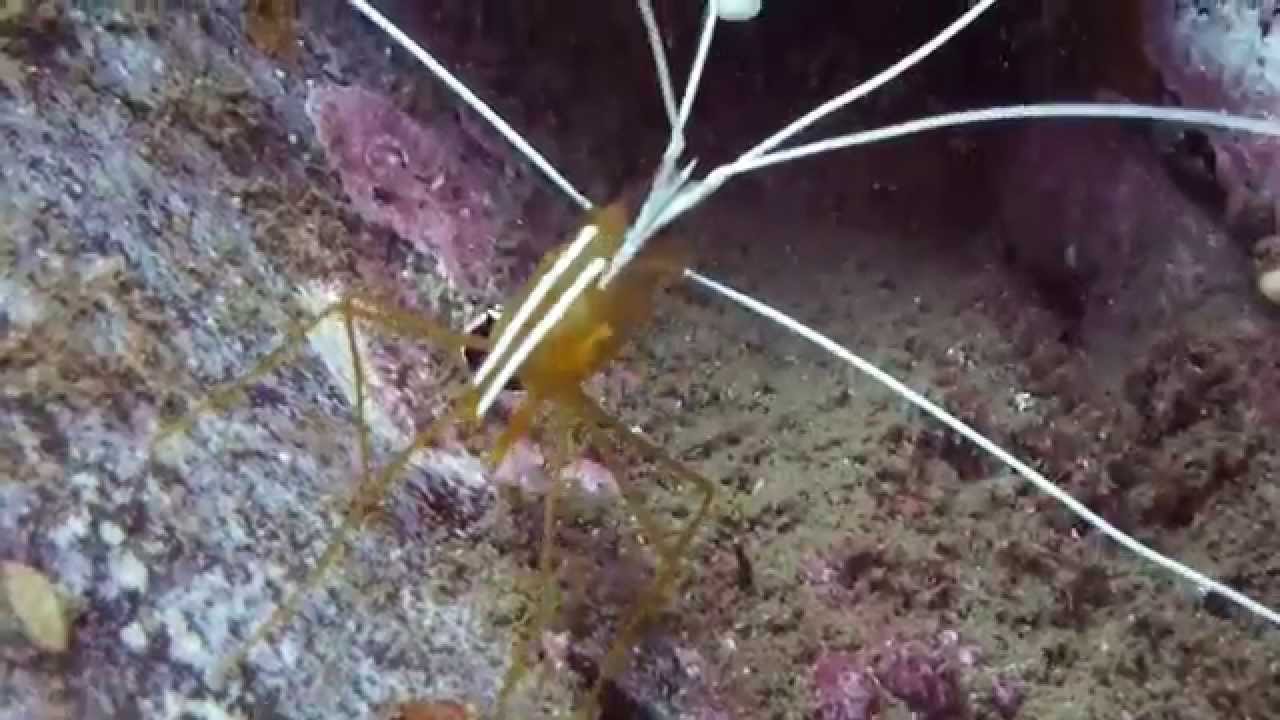 Madeira diving with Azul Diving center, Madeira