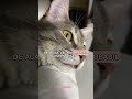 #pisică #cat #catshorts #pisici #cats #catvideo