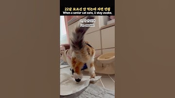 22살 노묘가 밥 먹는 동안 잠 못 이루는 나_ Can’t Sleep While a 22YO Senior Cat Eats