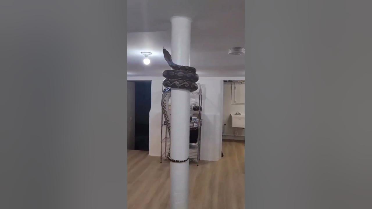 अजगर सांप || Python snack #shorts #python snack video #snack #snake # ...