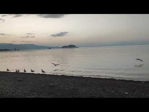 Doğa, deniz, kuşlar #keşfet #doğa #deniz