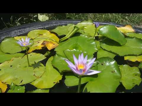 Cape blue water lily (nymphaea capensis)