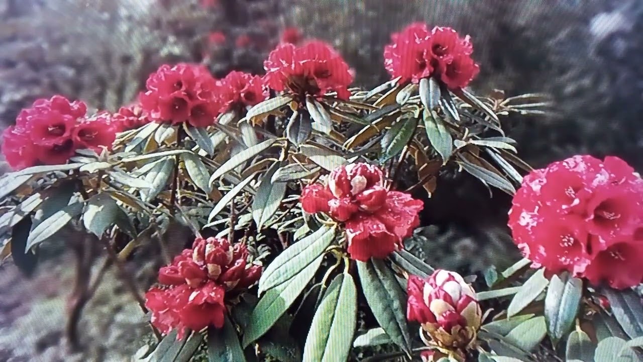 Red Rhododendron.. R. ochraceum... species history, description and slideshow 11 May 2022