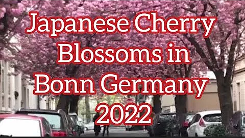 Beautiful Japanese Cherry Blossoms in Old City Bon...