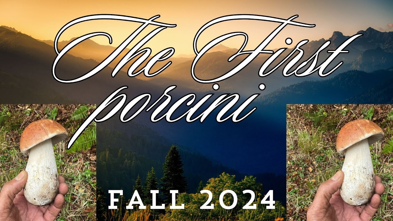 The first porcini of the season, fall 2024