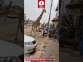 زرافات تتجول في سوق حلة كوكو، حقيقة ام ذكاء اصطناعي؟