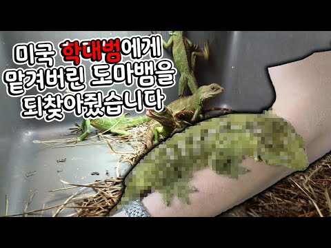 미국 동물학대범에게 두고온 <strong>도마뱀을</strong> 꼭 찾고싶다길래... 정말 힘든여정이었습니다