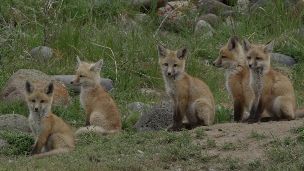 Two Babies one Fox. Fox mom