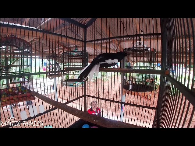 TERAPI SIMULASI LOMBA KACER || GOPRO HERO 8 #KAMTIS FAMILY BIRD class=