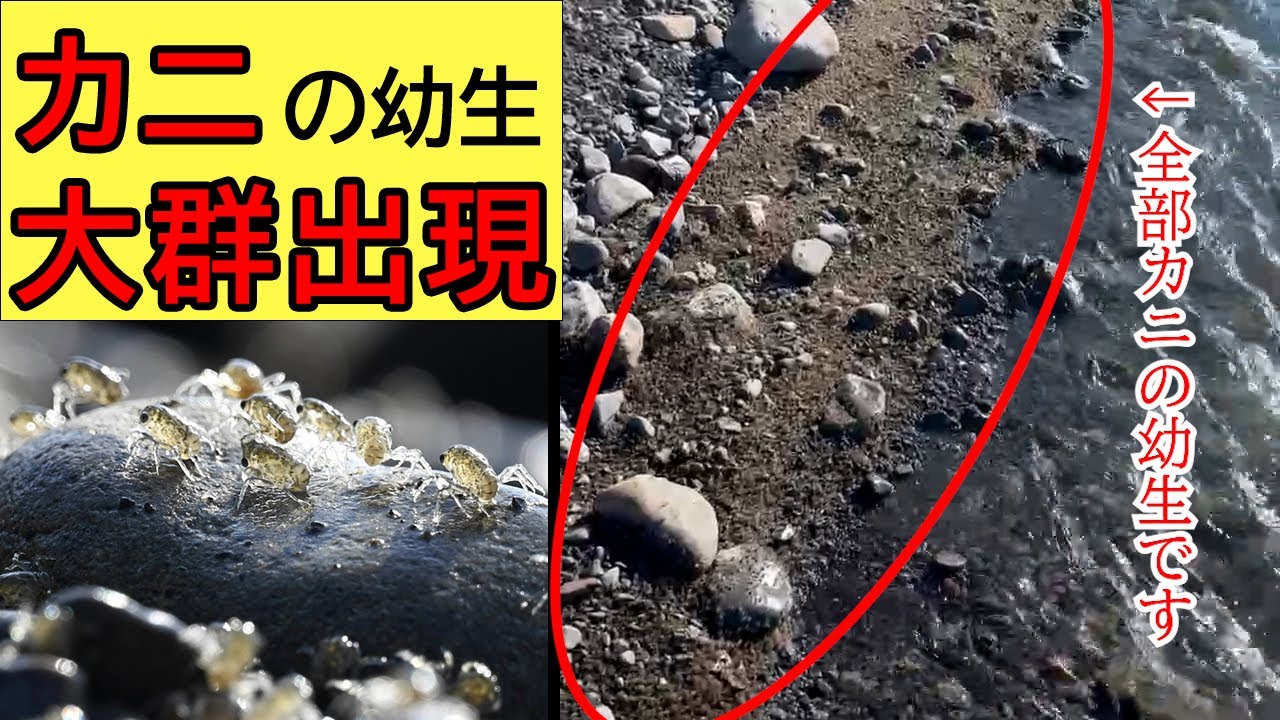 動画あり】波打ち際をキラキラ大行進 カニの幼生の大群出現 高知県東部