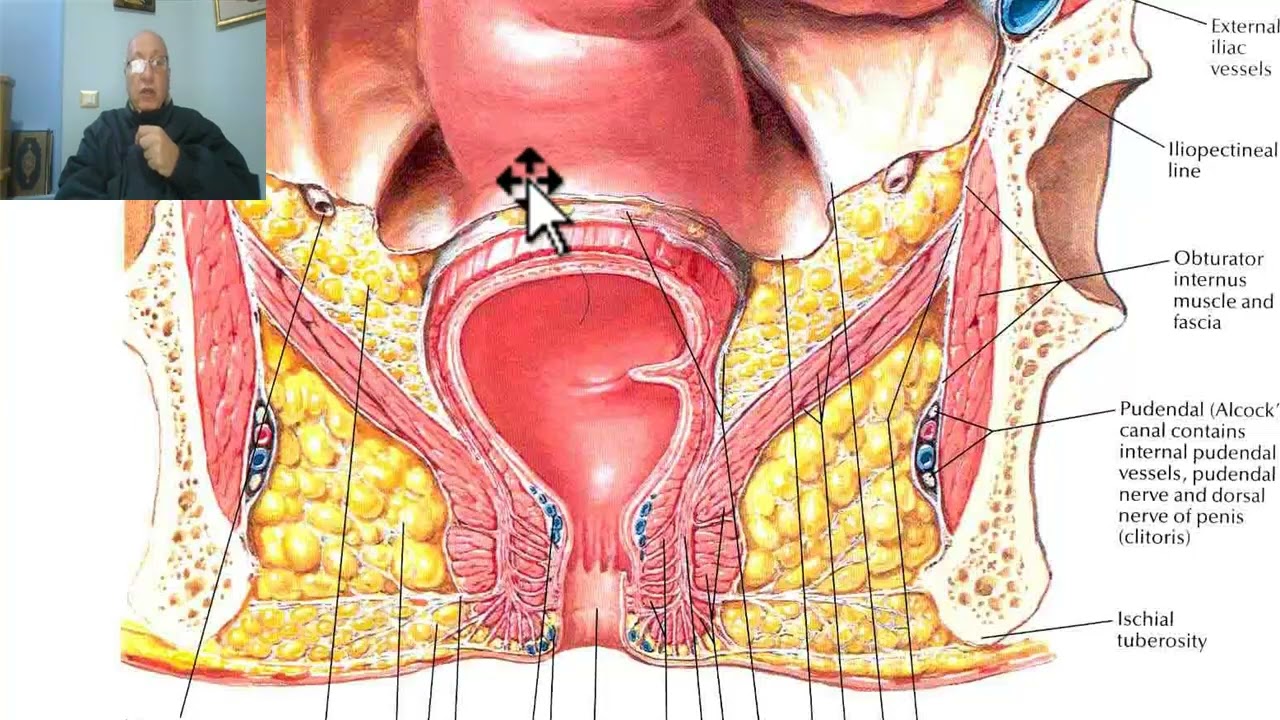 Anatomy of pelvis in Arabic 2023 ( Anal triangle) by Dr.Wahdan