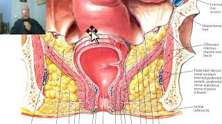 Anatomy of pelvis in Arabic 2023 ( Anal triangle) by Dr.Wahdan