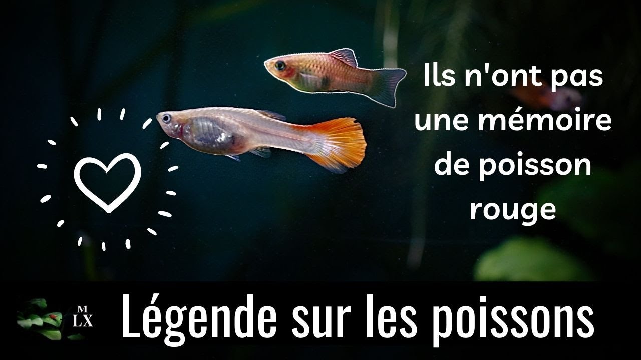 ILS N'ONT PAS UNE MEMOIRE DE POISSONS ROUGES !! | Retrouvailles du ...