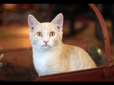ASMR (Whispering) With Osage the Kitten - Petting a Sleepy, Purring