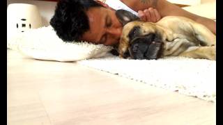 bagus and michael my french bulldog