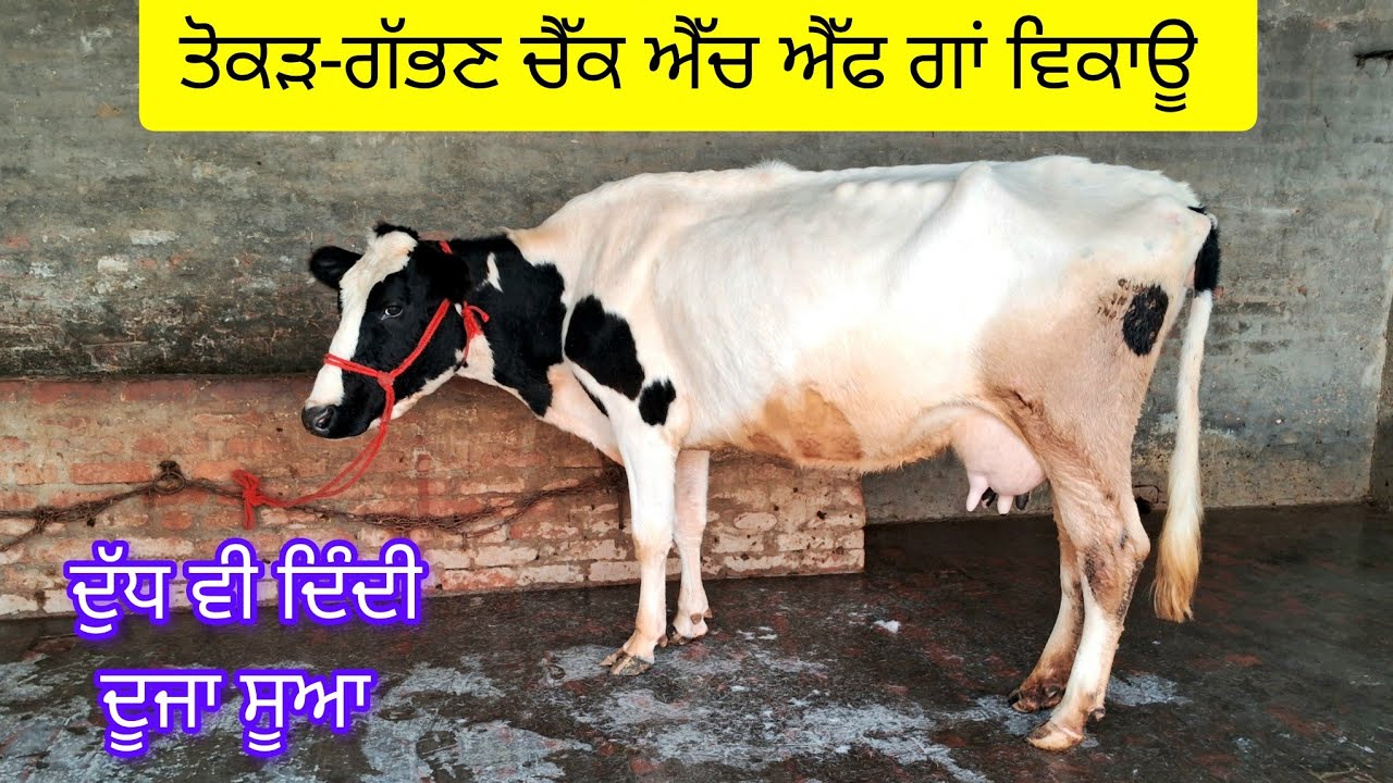 ਤੋਕੜ-ਗੱਭਣ ਚੈੱਕ ਪਾਸ ਗਾਂ ਵਿਕਾਊ  62806-12633  tokad gabhan check pass hf cow sale low price. 