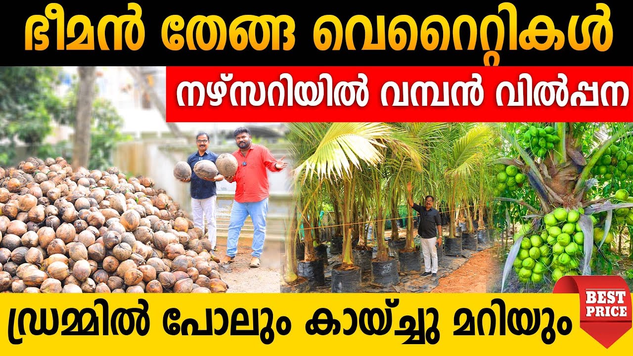 ഡ്രമ്മിൽ പോലും കായ്ച്ചു മറിയും ഭീമൻ തേങ്ങ വെറൈറ്റികൾ|നഴ്സറിയിൽ വമ്പൻ വിൽപ്പന|dwarf coconut varieties