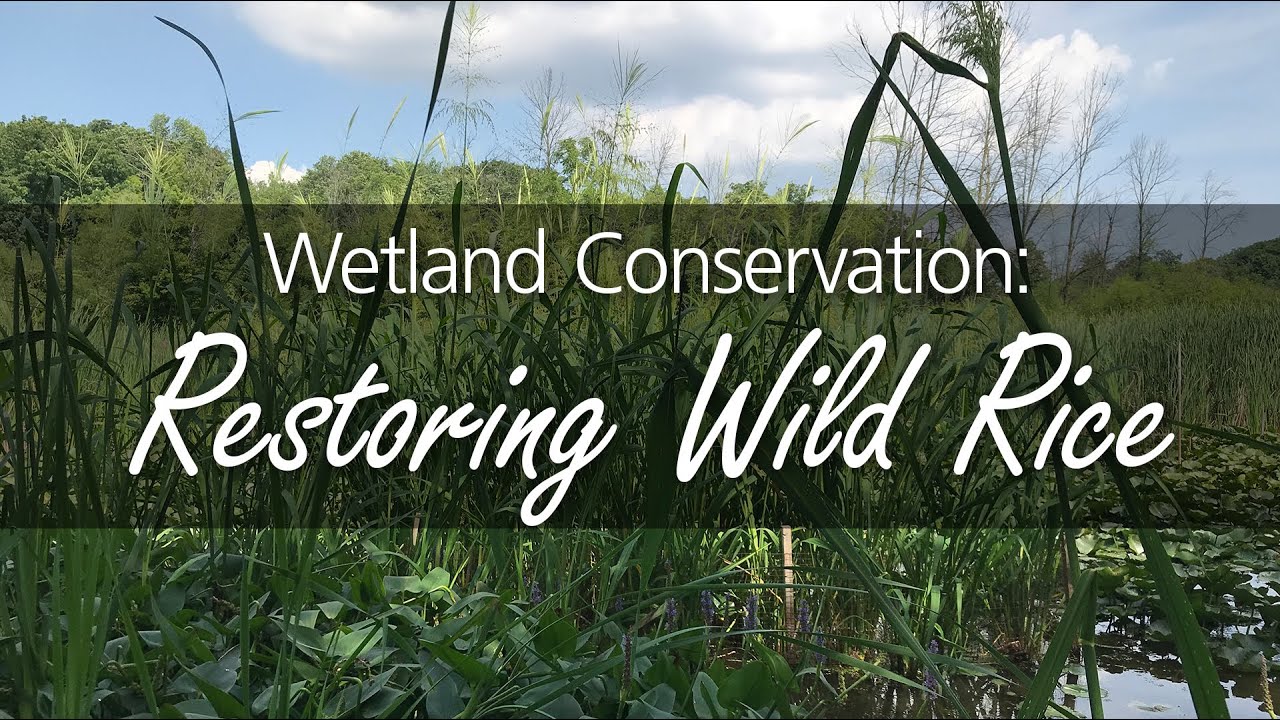Restoring Wild Rice YouTube