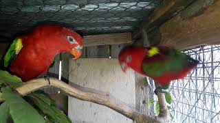 Damy Gwarliwe -Lorius Garrulus