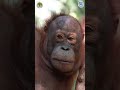 Inside an Orangutan Adoption Pack!