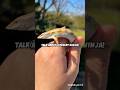 Incredible Facts About the Sandfish Skink #shorts #short