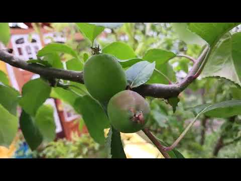 Permaculture Food Forest Garden Tour Oregon Coast June 2023
