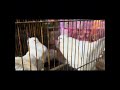Stylish Pigeon #shorts#ytshorts#shortsfeed#birds#