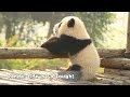 Panda: Life Is So Tough! | iPanda