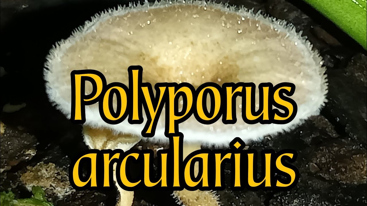 Polyporus arcularius