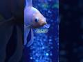 Goldfish 3-second memory