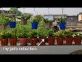 My jade plant collection,care and propagation tips#garden plants #like #subscribe 