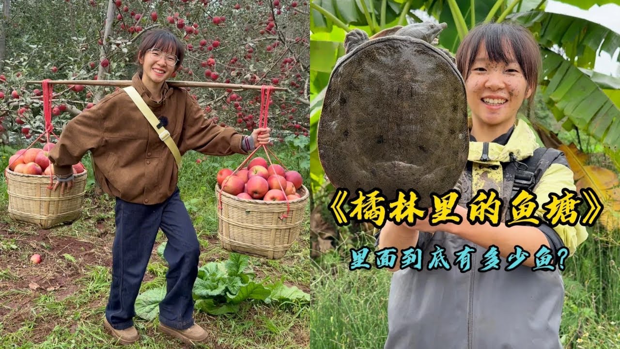 幺妹花200元在果园摘了两框糖心苹果，拿去集市摆摊看看到底能挣多少钱？