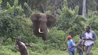 Elephants Attack Villagers in Nchiru, Meru County injuring residents and destroying their maize.