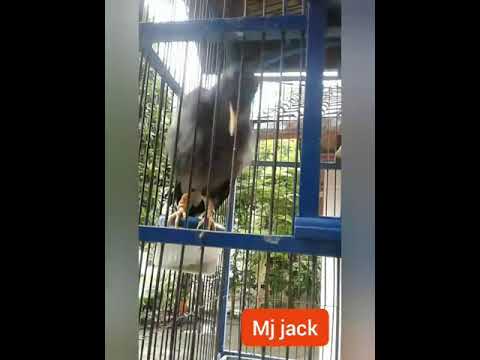 Jalak kebo gacor rasa kacer