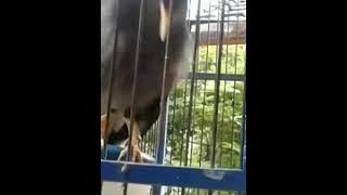 Jalak kebo gacor rasa kacer