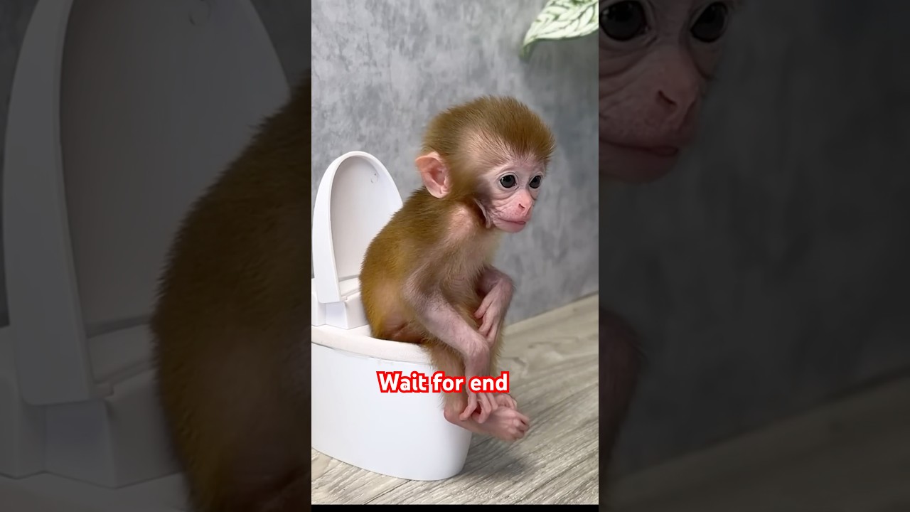 Bathroom 🚽 Me Monkey 😫🤣 