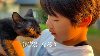 捨てられた子猫を家族にします。Vlog