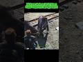 Yao Guais HATE Ghouls in Fallout 4 🐻🧟‍♂️ (Mad Tommy) #fallout4 #shorts #yaoguai