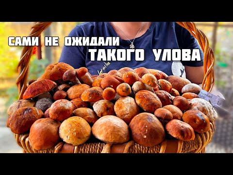 ПОДОСИНОВИКИ НАПАЛИ НА ГРИБНИКОВ 🔥