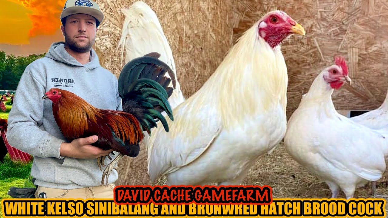 White Kelso Sinibalang And Brownred Hatch Brood Cock ~ DAVID CACHE GAMEFARM