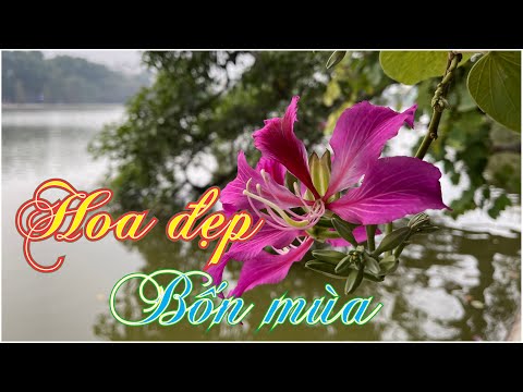 Video Hoa đẹp 4 mùa | Tên các loài hoa phần 3 - youtube